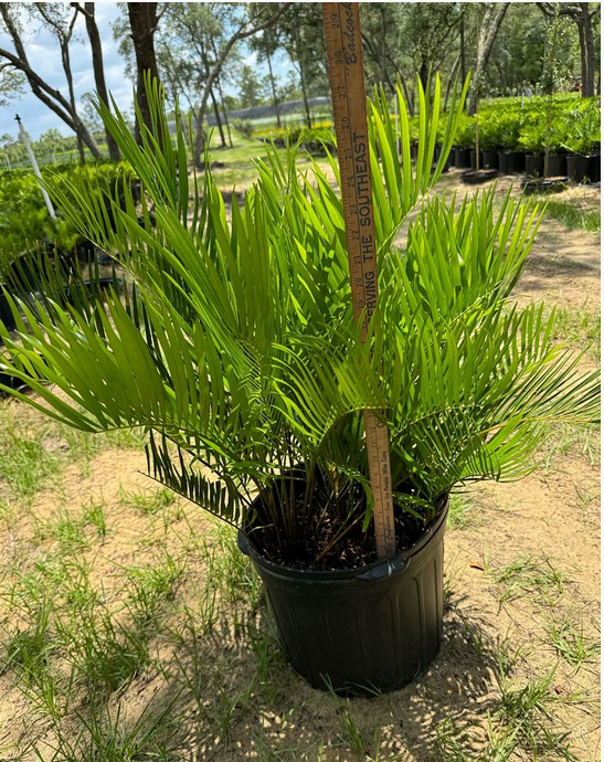 zamia-pumila-zamia-floridana-coontie