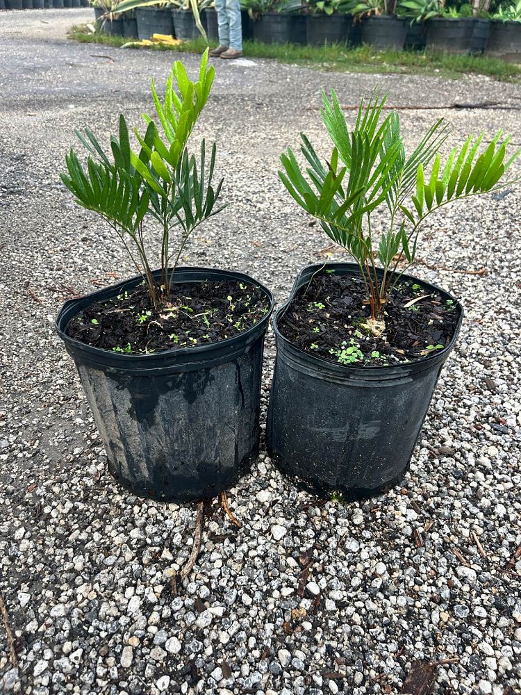 zamia-pumila-zamia-floridana-coontie
