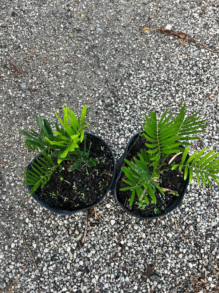 zamia-pumila-zamia-floridana-coontie