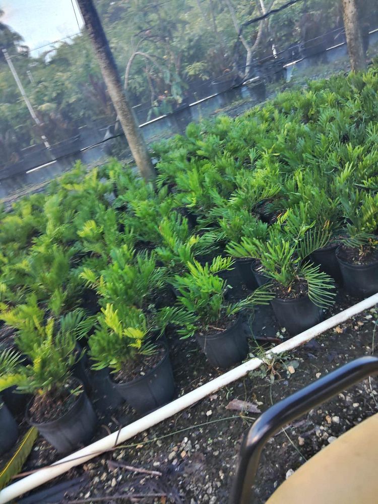 zamia-pumila-zamia-floridana-coontie