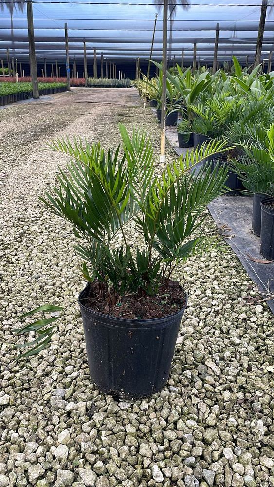 zamia-pumila-zamia-floridana-coontie