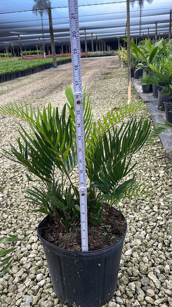 zamia-pumila-zamia-floridana-coontie
