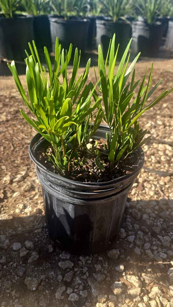 zamia-pumila-zamia-floridana-coontie