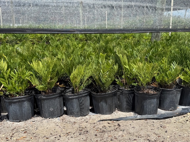 zamia-pumila-zamia-floridana-coontie