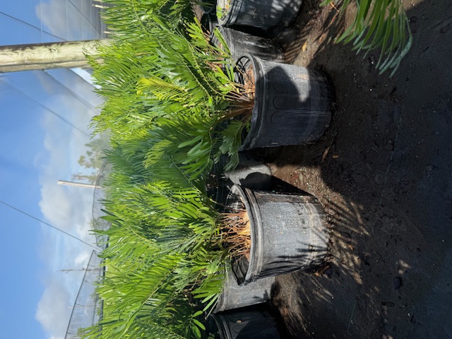 zamia-pumila-zamia-floridana-coontie