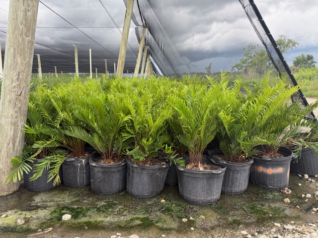 zamia-pumila-zamia-floridana-coontie