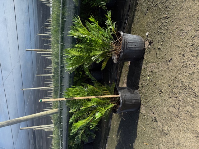 zamia-pumila-zamia-floridana-coontie