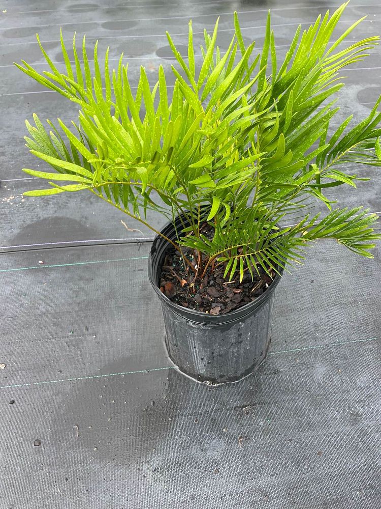 zamia-pumila-zamia-floridana-coontie