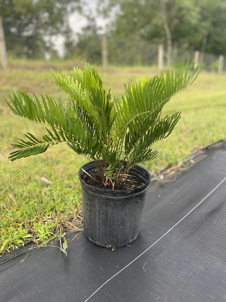 zamia-pumila-zamia-floridana-coontie