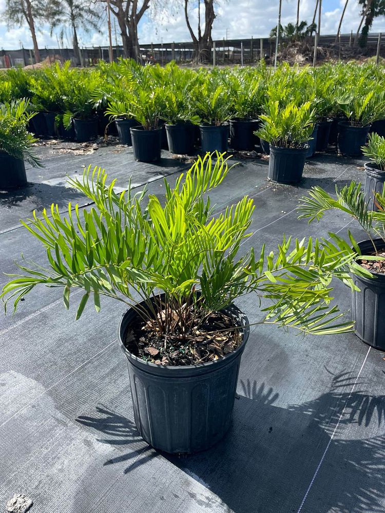 zamia-pumila-zamia-floridana-coontie