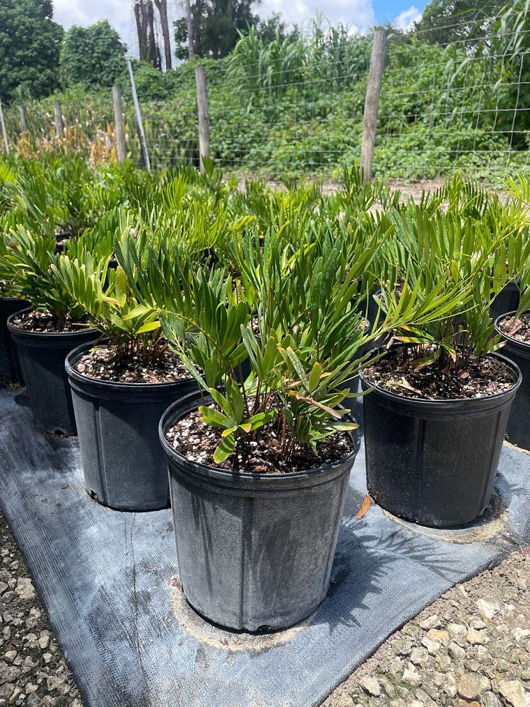 zamia-pumila-zamia-floridana-coontie