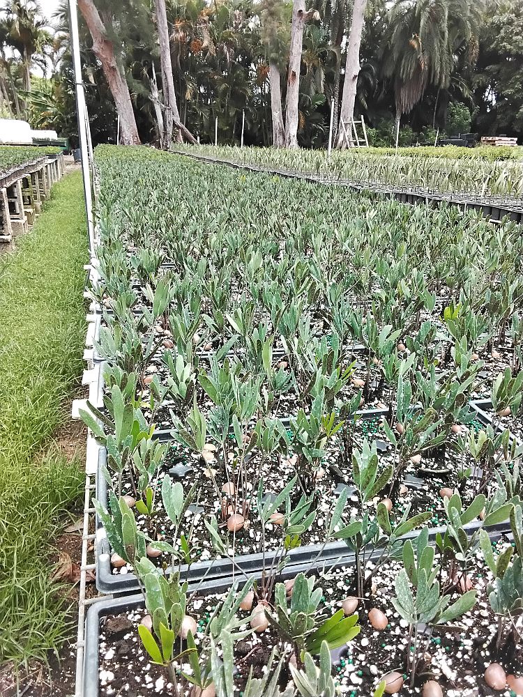 zamia-pumila-zamia-floridana-coontie