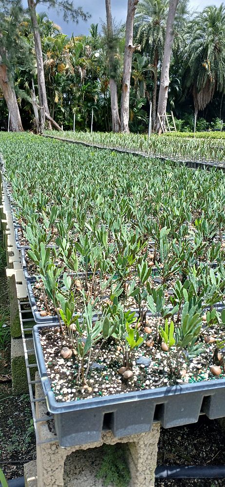 zamia-pumila-zamia-floridana-coontie