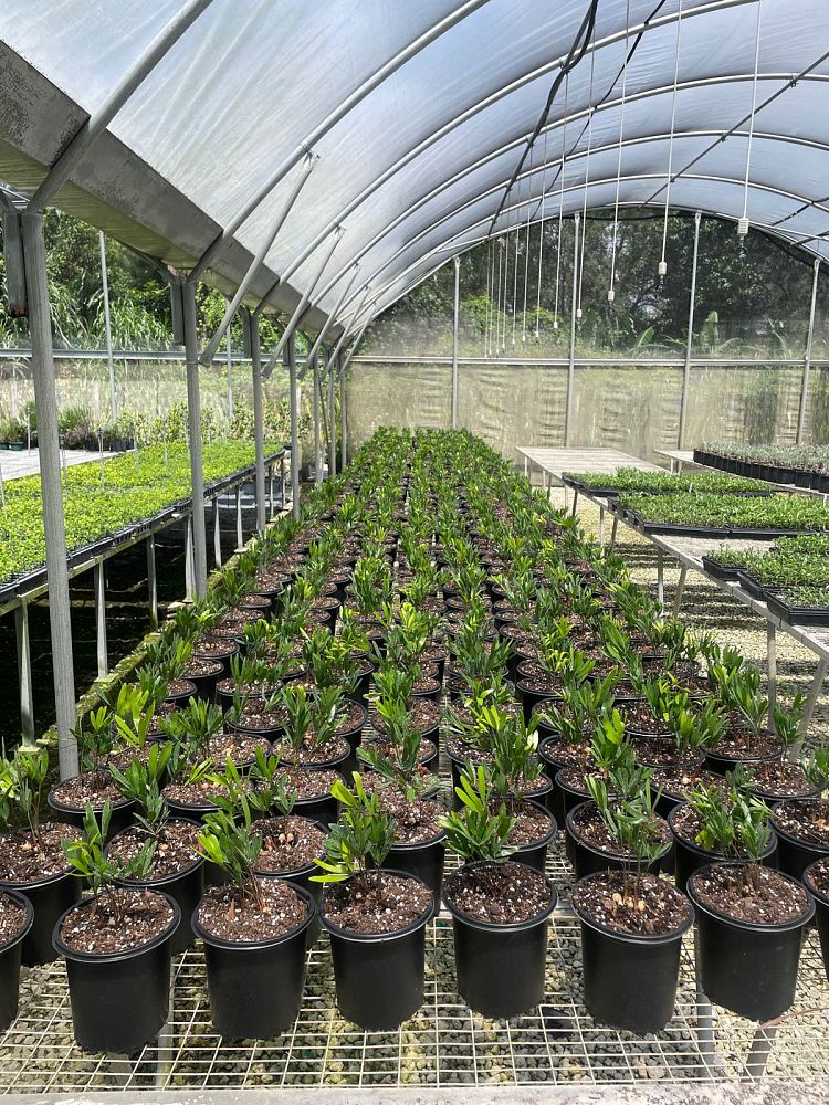 zamia-pumila-zamia-floridana-coontie