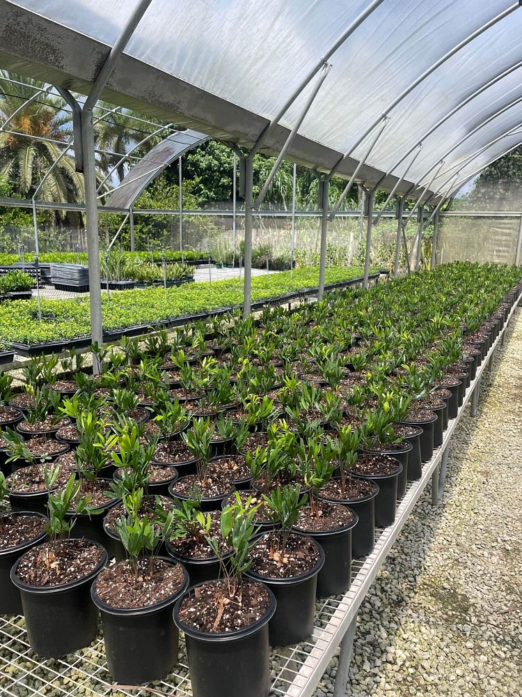 zamia-pumila-zamia-floridana-coontie