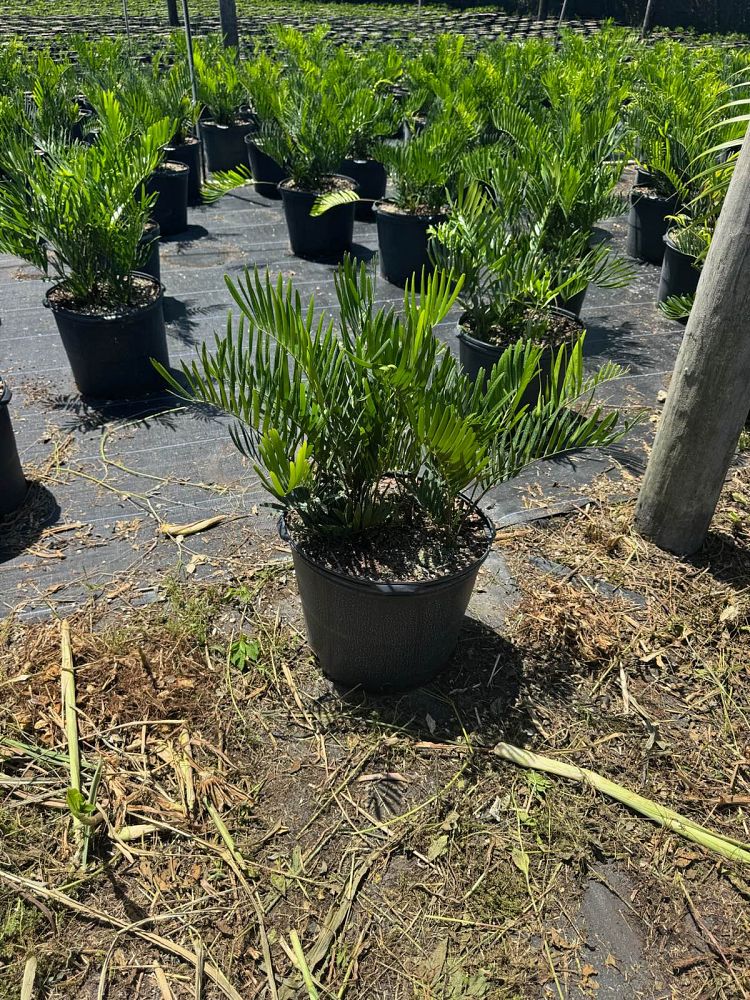 zamia-pumila-zamia-floridana-coontie