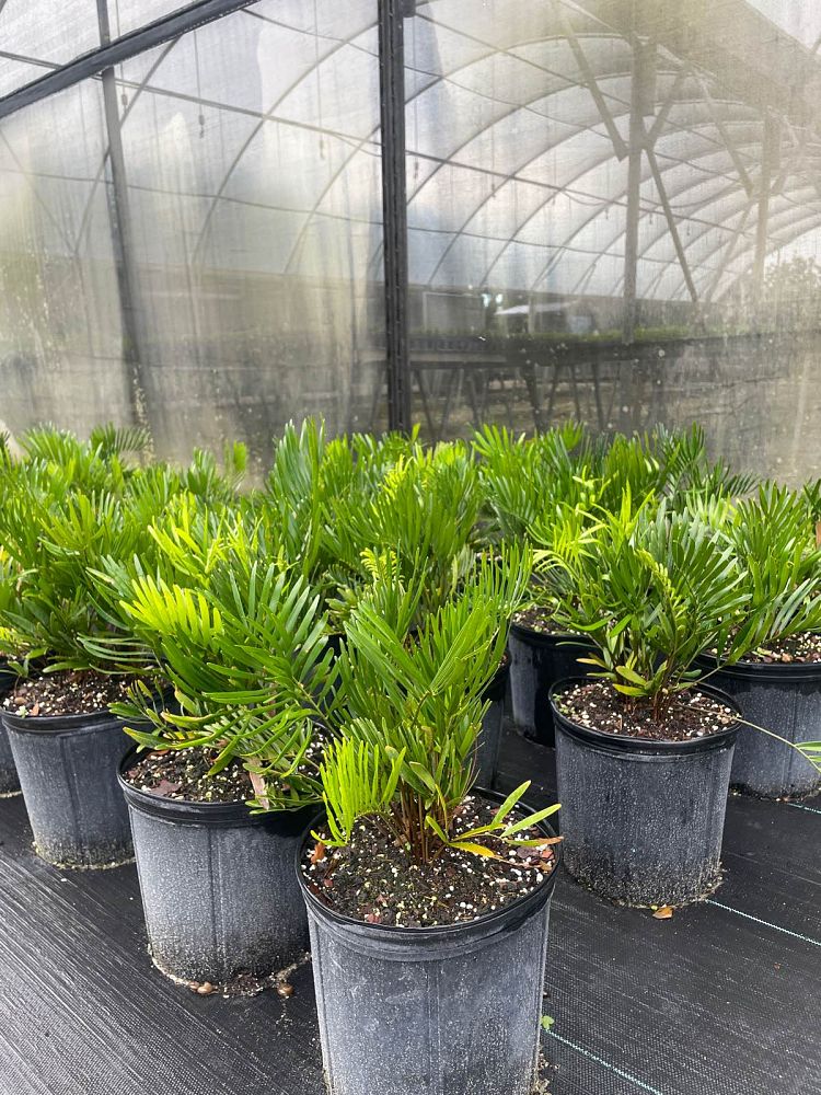 zamia-pumila-zamia-floridana-coontie