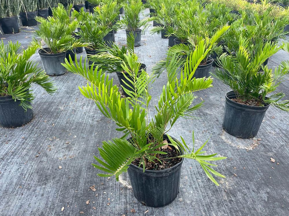 zamia-pumila-zamia-floridana-coontie