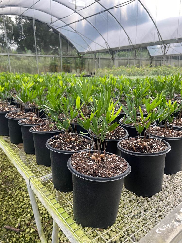 zamia-pumila-zamia-floridana-coontie