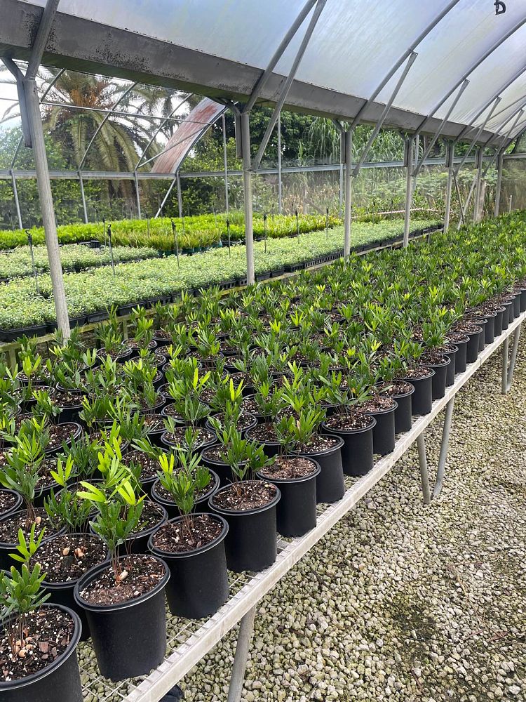 zamia-pumila-zamia-floridana-coontie