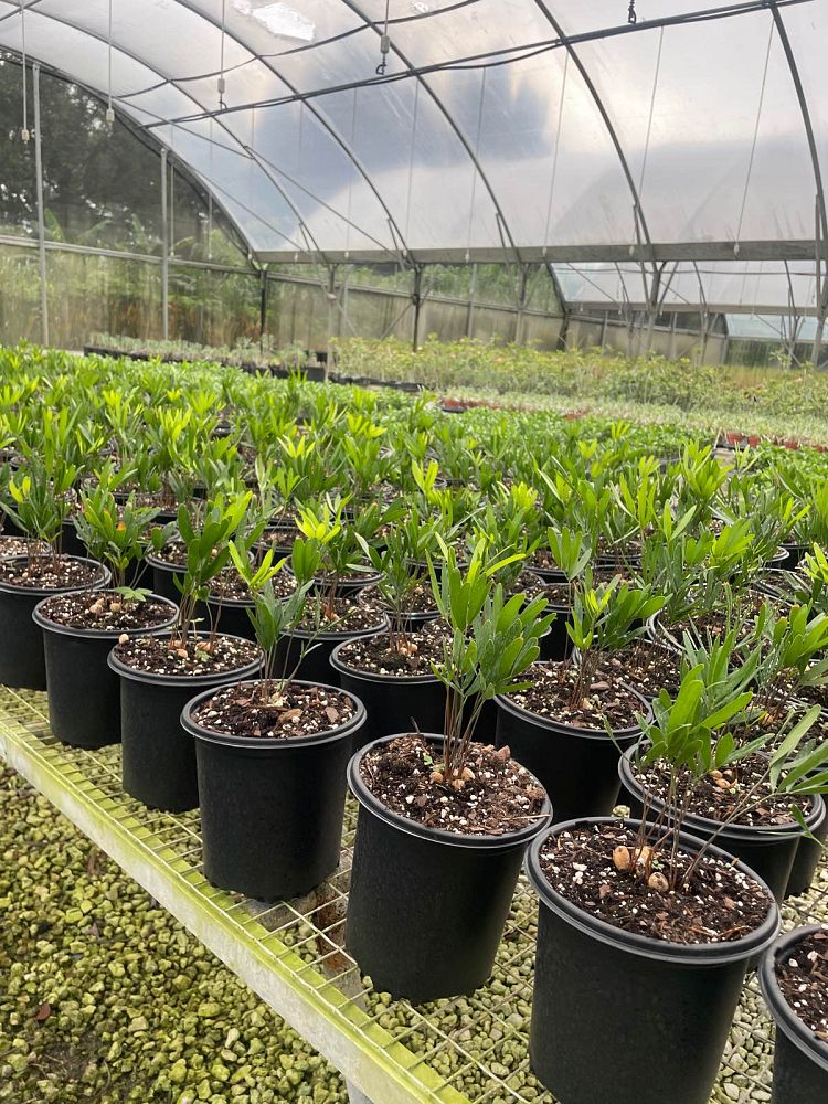 zamia-pumila-zamia-floridana-coontie
