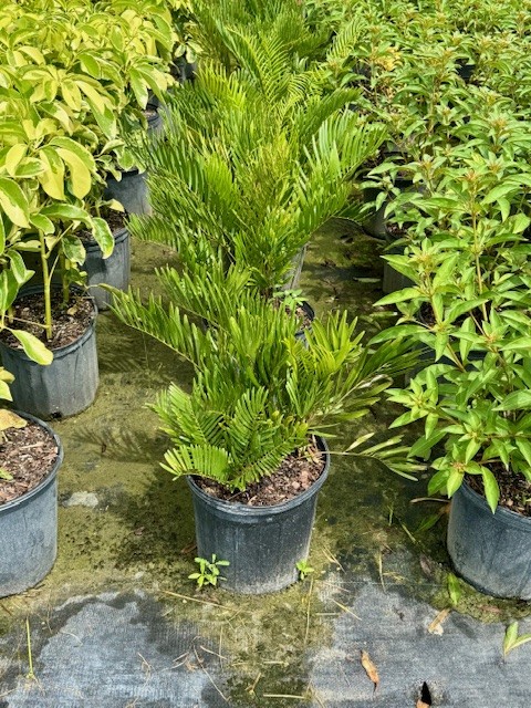 zamia-pumila-zamia-floridana-coontie