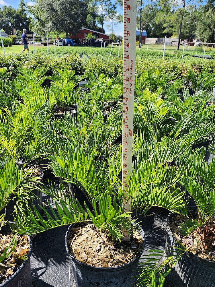 zamia-pumila-zamia-floridana-coontie