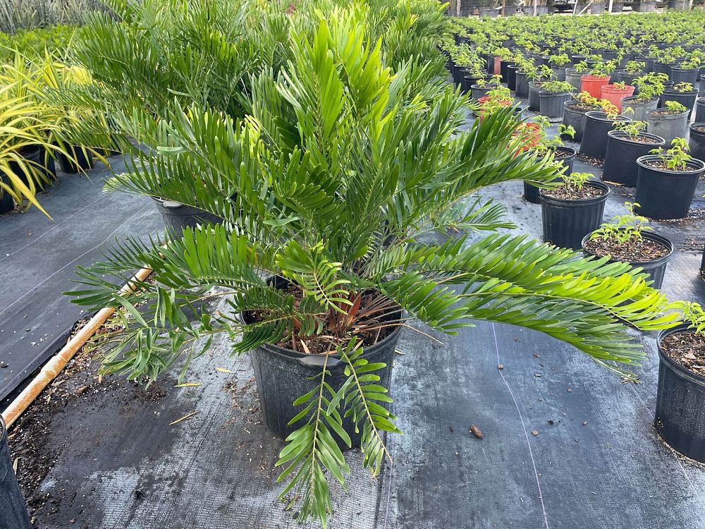 zamia-pumila-zamia-floridana-coontie