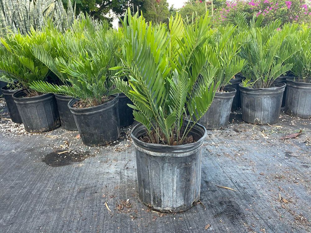 zamia-pumila-zamia-floridana-coontie