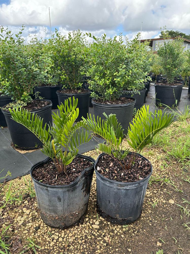 zamia-pumila-zamia-floridana-coontie