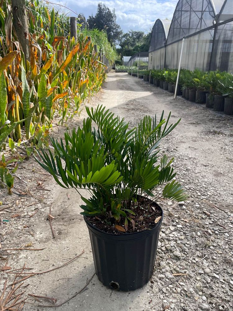 zamia-pumila-zamia-floridana-coontie