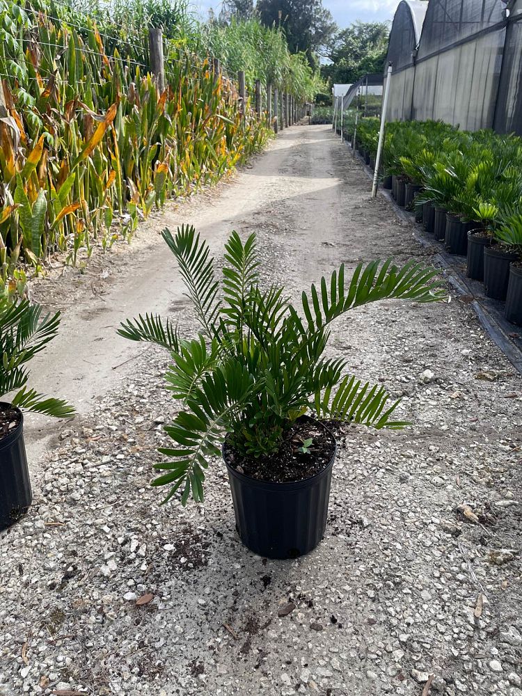 zamia-pumila-zamia-floridana-coontie