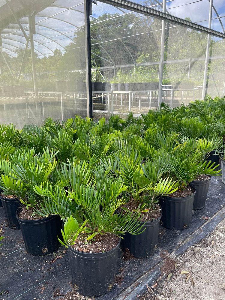 zamia-pumila-zamia-floridana-coontie