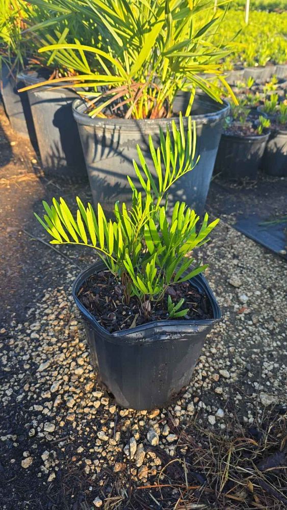 zamia-pumila-zamia-floridana-coontie