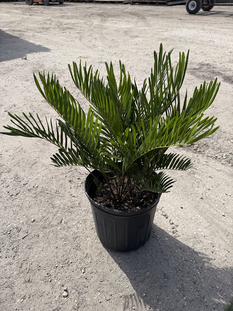 zamia-pumila-zamia-floridana-coontie