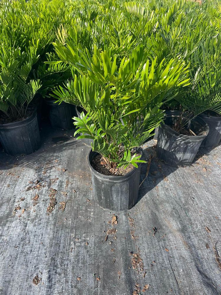 zamia-pumila-zamia-floridana-coontie