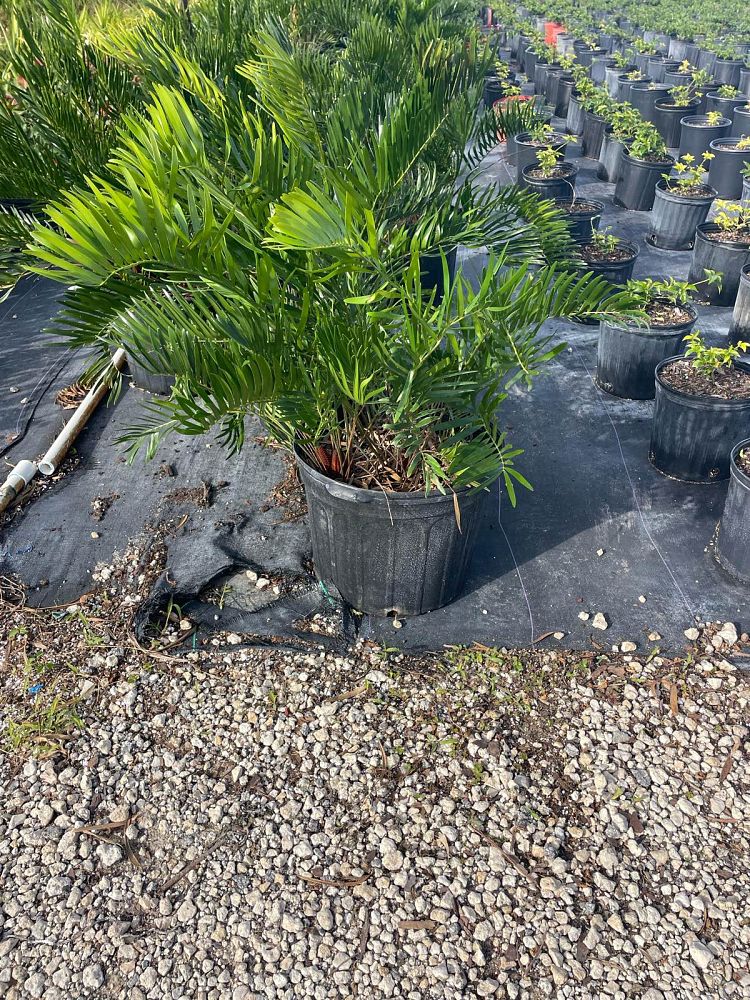 zamia-pumila-zamia-floridana-coontie