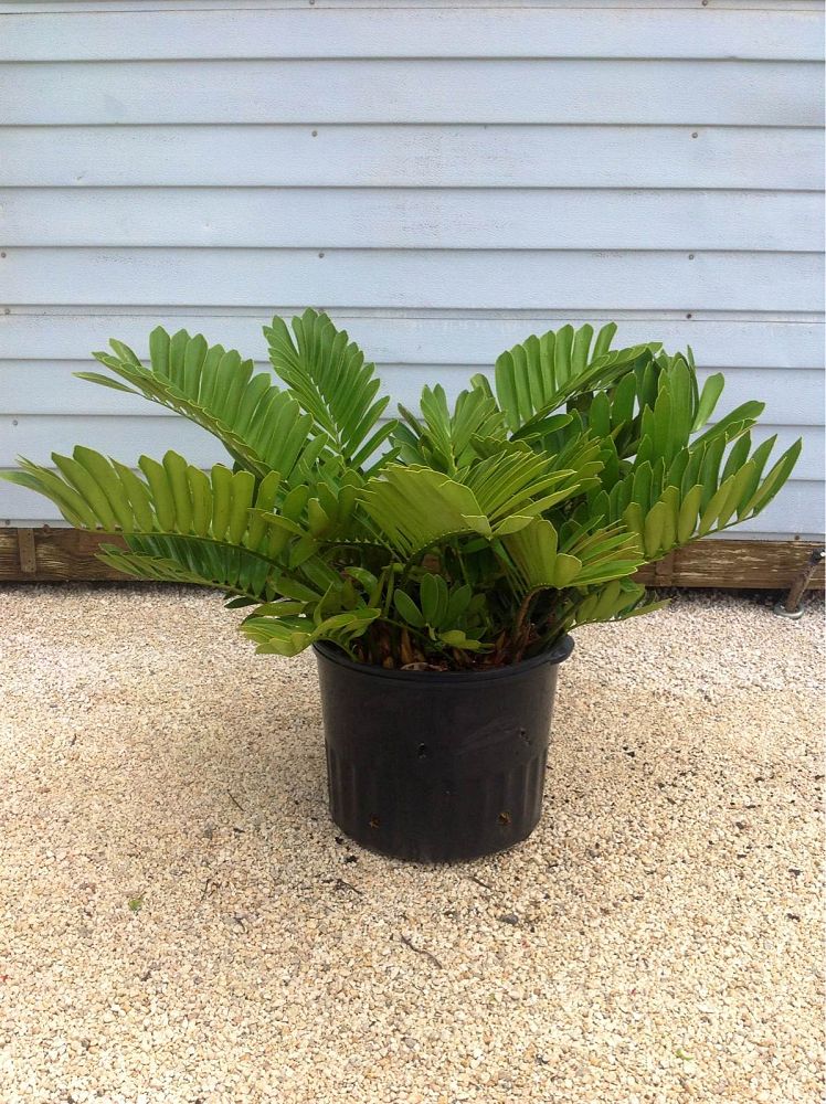 zamia