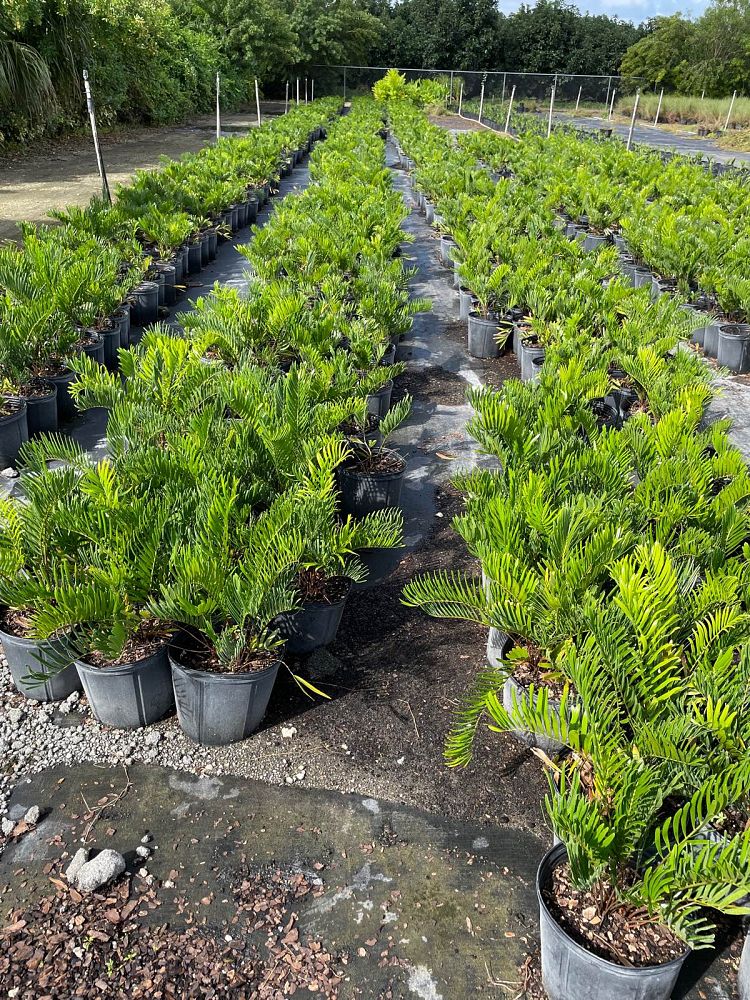 zamia-umbrosa-wideleaf-coontie