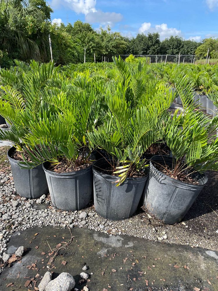 zamia-umbrosa-wideleaf-coontie