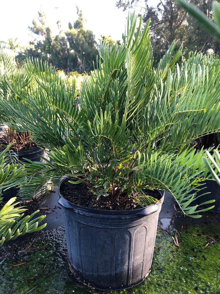 zamia-umbrosa-wideleaf-coontie