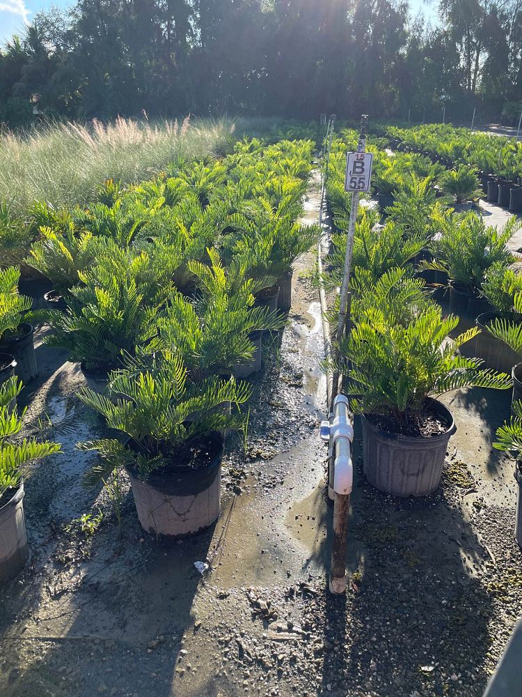 zamia-umbrosa-wideleaf-coontie