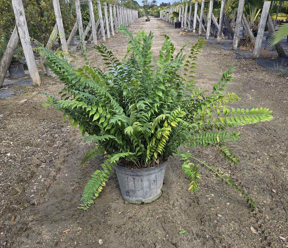 zamia-vasquezii-cycad