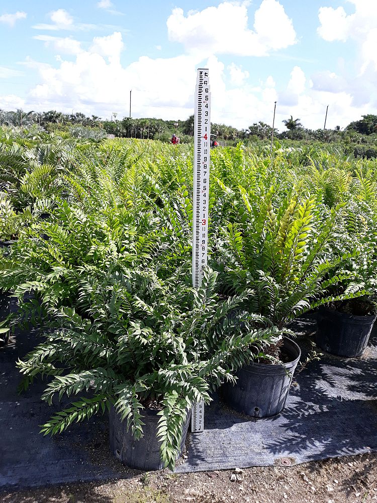 zamia-vazquezii-zamia-fischeri