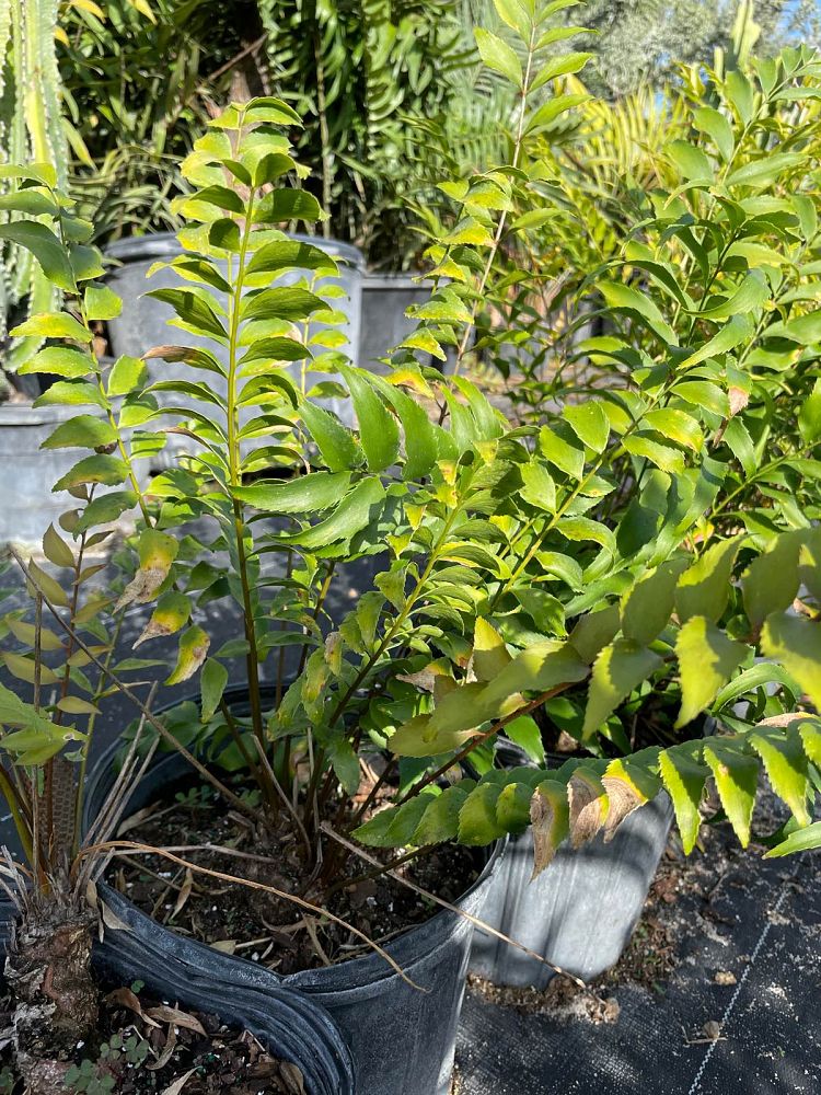 zamia-vazquezii-zamia-fischeri