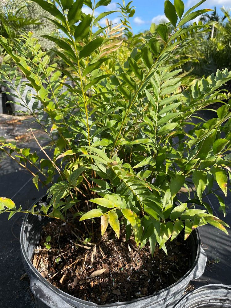 zamia-vazquezii-zamia-fischeri
