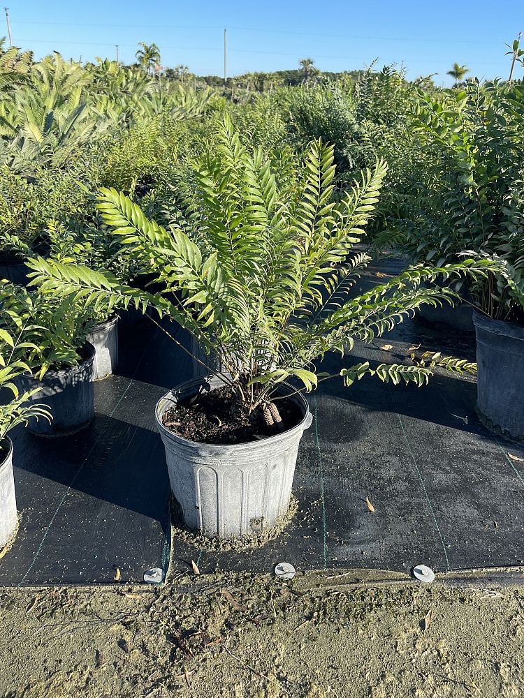 zamia-vazquezii-zamia-fischeri