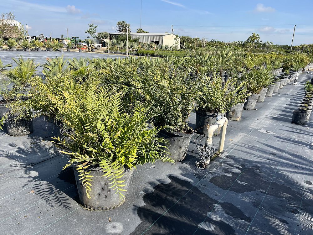 zamia-vazquezii-zamia-fischeri
