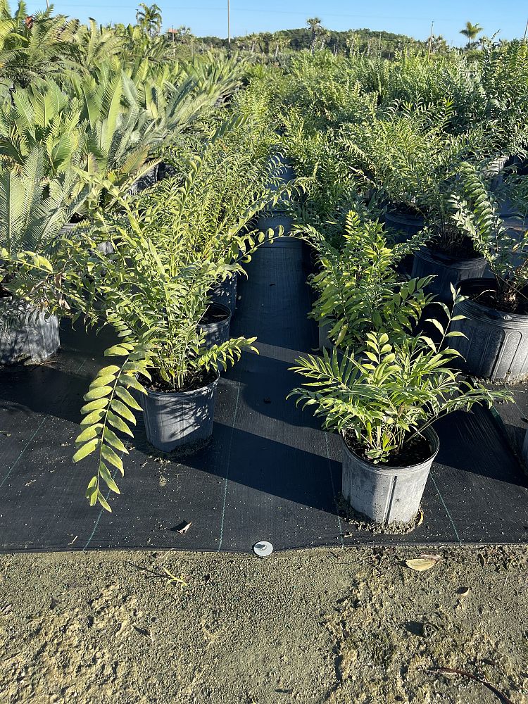 zamia-vazquezii-zamia-fischeri