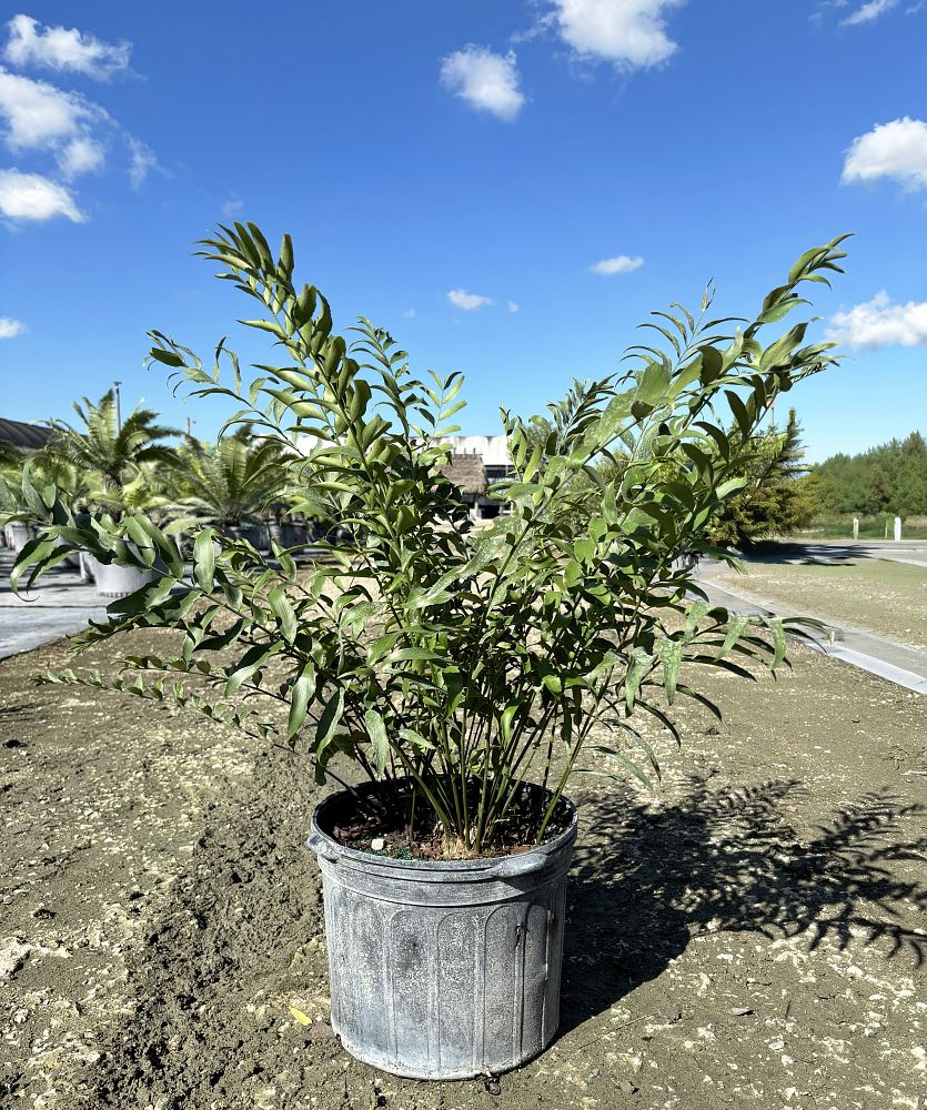 zamia-vazquezii-zamia-fischeri